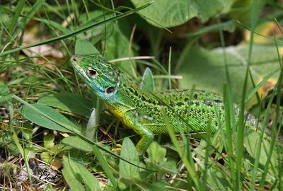 Lézard vert occidental - Western green lizard