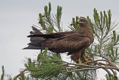 Milan noir - Black kite