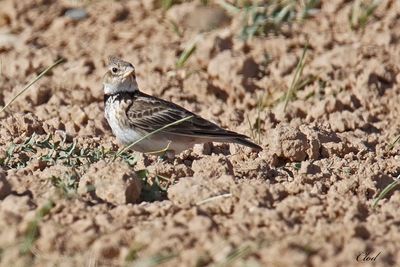 Alouette calandre - Calandra lark