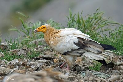 Percnoptère d'Égypte - Egyptian vulture