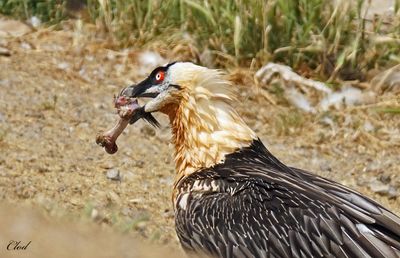 Gypaète barbu - Bearded vulture