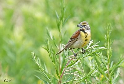 Dickcissel d'Amérique - Dickcissel