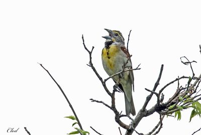 Dickcissel d'Amérique - Dickcissel