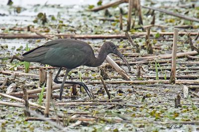 Ibis falcinelle - Glossy ibis