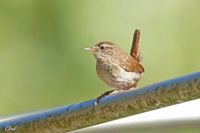 Troglodyte mignon - Eurasian wren