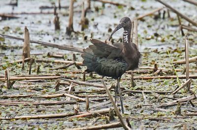 Ibis falcinelle - Glossy ibis