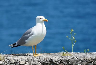 Goéland leucophée - Yellow-legged gull