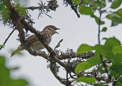Fauvette des jardins - Garden warbler