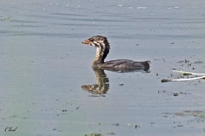Grèbe à bec bigarré - Pied-billed Grebe