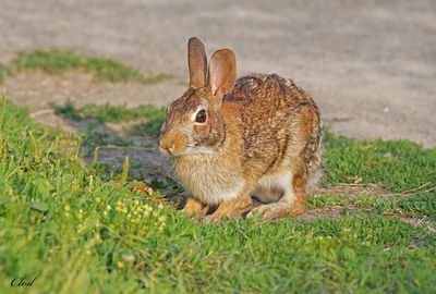 Lapin à queue blanche - Eastern cottontail