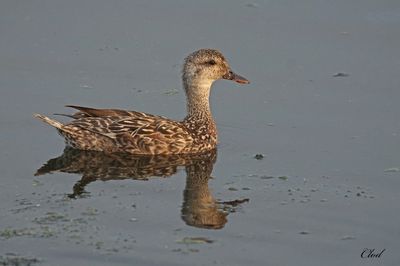 Canard chipeau - Gadwall