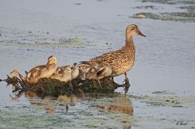 Canard chipeau - Gadwall
