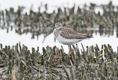 Petit chevalier - Lesser yellowlegs