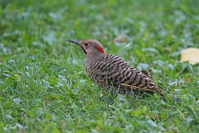 Pic flamboyant - Northern flicker