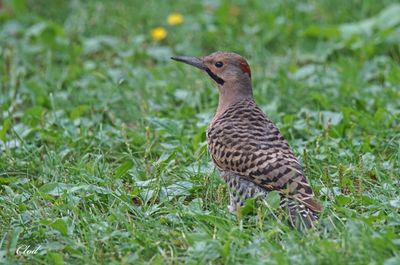 Pic flamboyant - Northern flicker