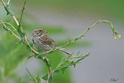 Bruant des prés - Savannah sparrow