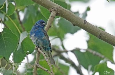 Passerin indigo - Indigo bunting
