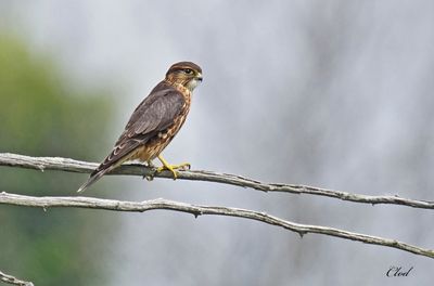 Faucon émerillon - Merlin