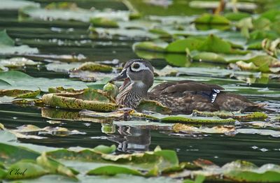 Canard branchu - Wood duck