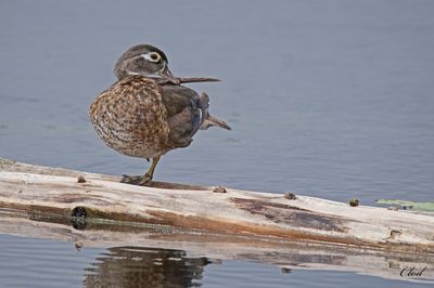 Canard branchu - Wood duck