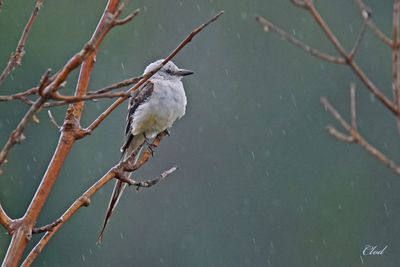Tyran à longue queue - Scissor-tailed flycatcher
