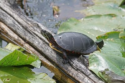Tortue peinte - Painted turtle