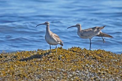 Courlis corlieu - Whimbrel