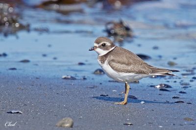 Pluvier semipalmé - Semipalmated plover