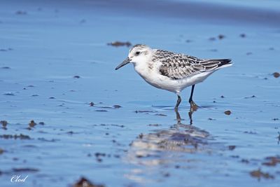 Bécasseau sanderling - Sanderling