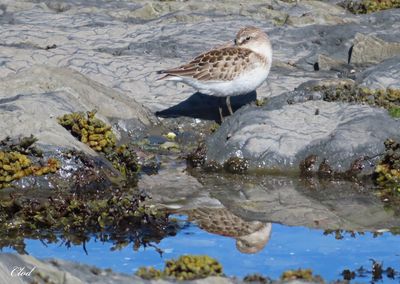 Bécasseau minuscule - Least sandpiper