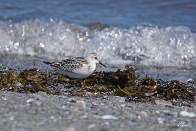 Bécasseau sanderling - Sanderling