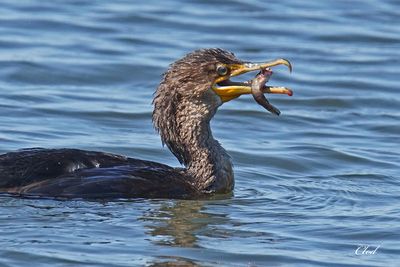 Cormoran à aigrettes - Double-crested cormorant