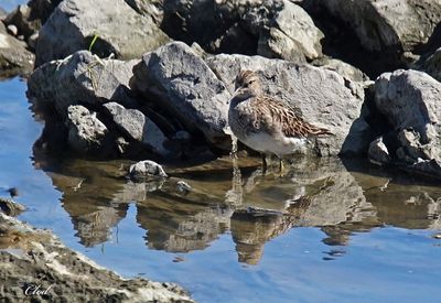 Bécasseau à poitrine cendrée - Pectoral sandpiper
