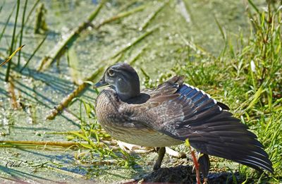 Canard branchu - Wood duck