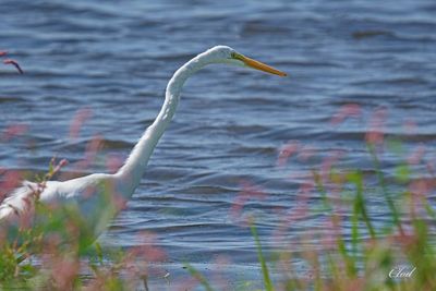 Grande aigrette - Great egret