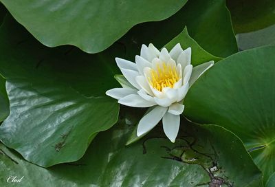 Nénuphar - Water lily