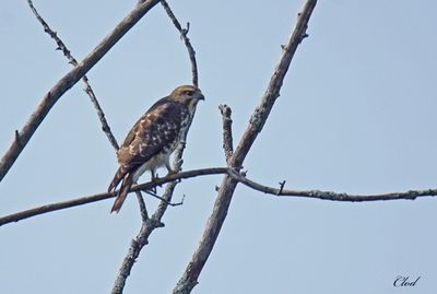 Petite buse - Broad-winged Hawk