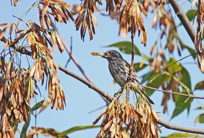 Roselin pourpré - Purple finch
