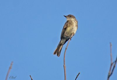 Moucherolle phébi - Eastern Phoebe