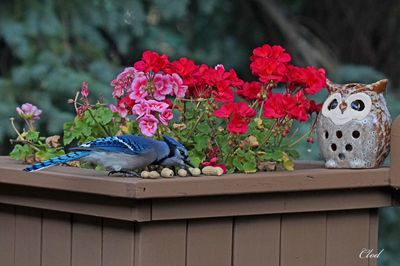 Geai bleu - Blue Jay