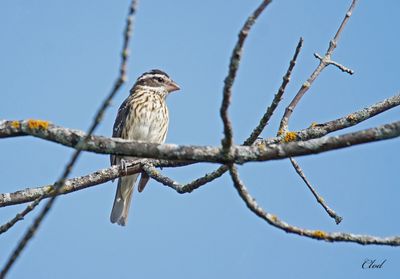 Cardinal à poitrine rose - Rose-breasted grosbeak (fem)