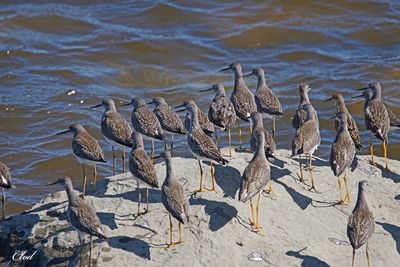 Bécasseau à échasses - Stilt sandpiper