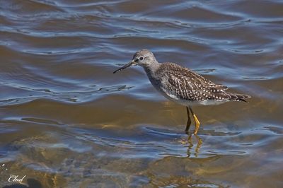 Petit chevalier - Smaller yellowlegs