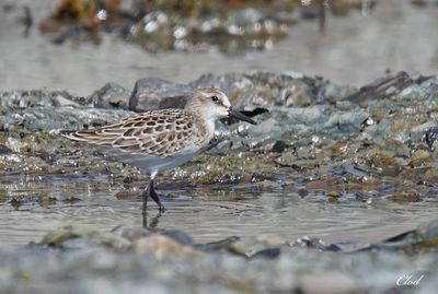 Bécasseau sanderling - Sanderling