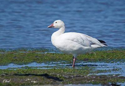 Oie des neiges - Snow goose