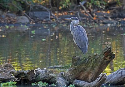 Grand héron - Great blue heron