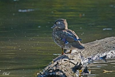 Canard branchu - Wood duck