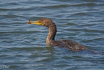 Cormoran à aigrettes - Double-crested cormorant