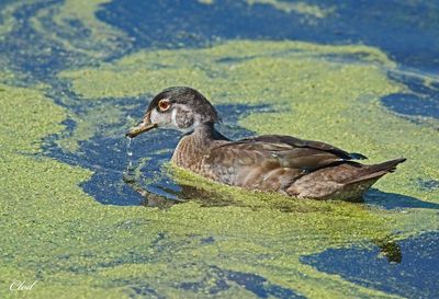 Canard branchu - Wood duck