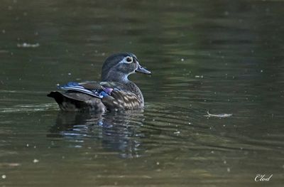 Canard branchu - Wood duck